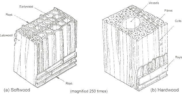 Two 3D cross-section diagrams of wood: softwood on the left and hardwood on the right, highlighting rays, vessels, cells, and fibers.